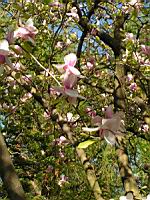 Magnolia x Soulangeana cv Lennel (fam Magnoliacees) (Photo F. Mrugala) (2)